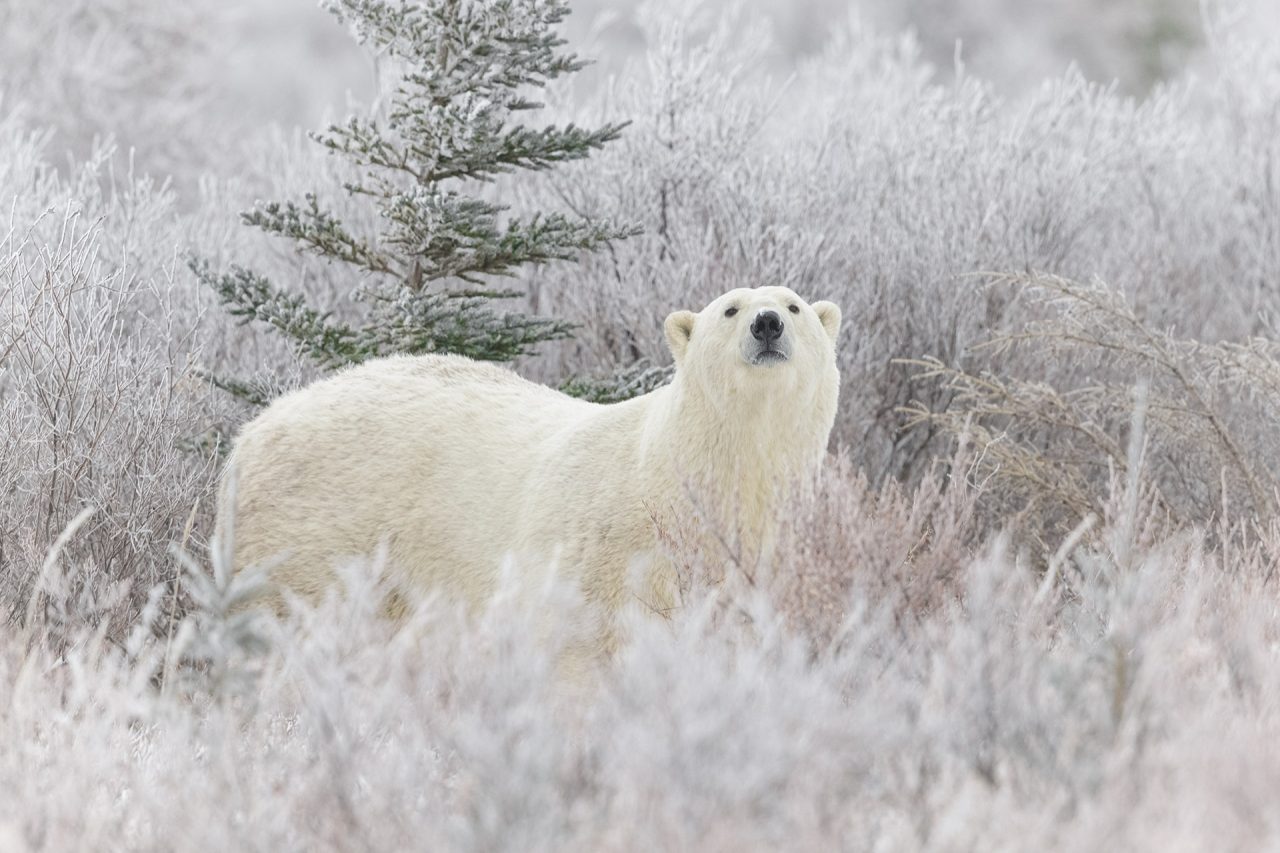 Safari à L'Ours Blanc - Canada - Terres Sauvages