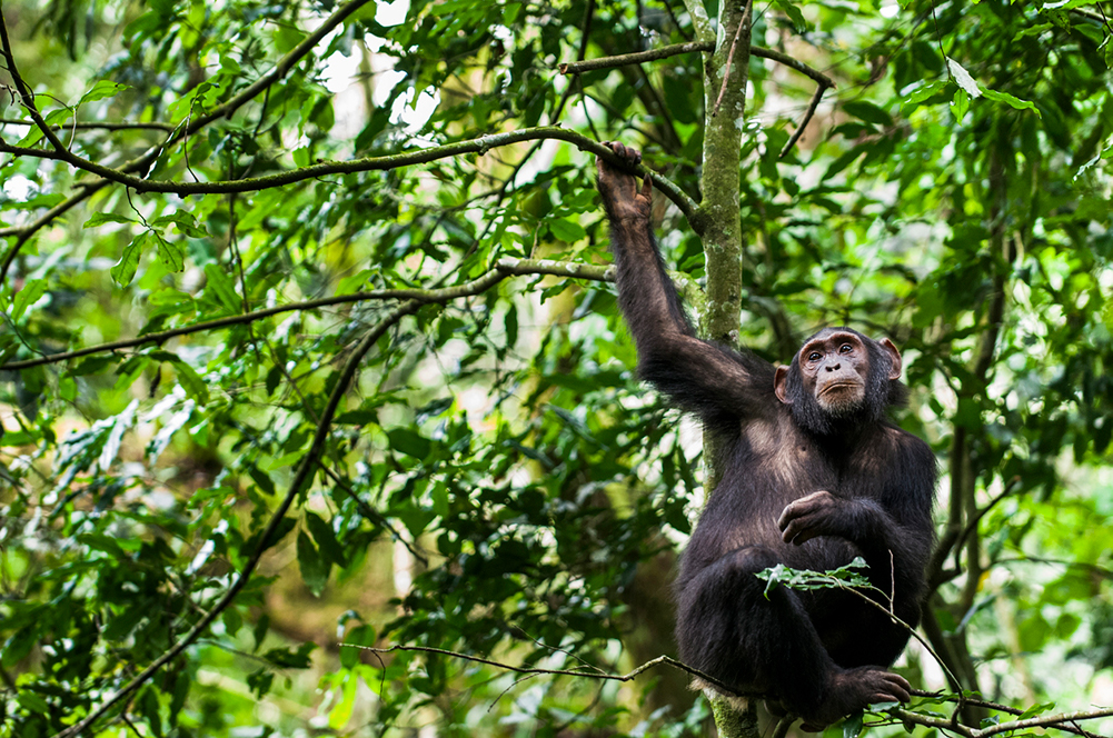 Chimpanzé, Ouganda