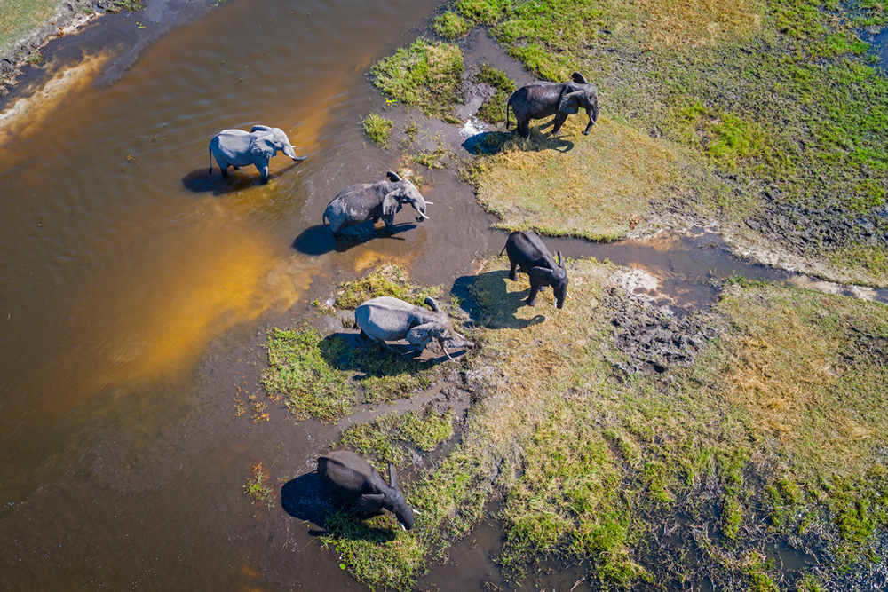 Élephants dans la Delta de l'Okavango, Réserve sauvage de Moremi