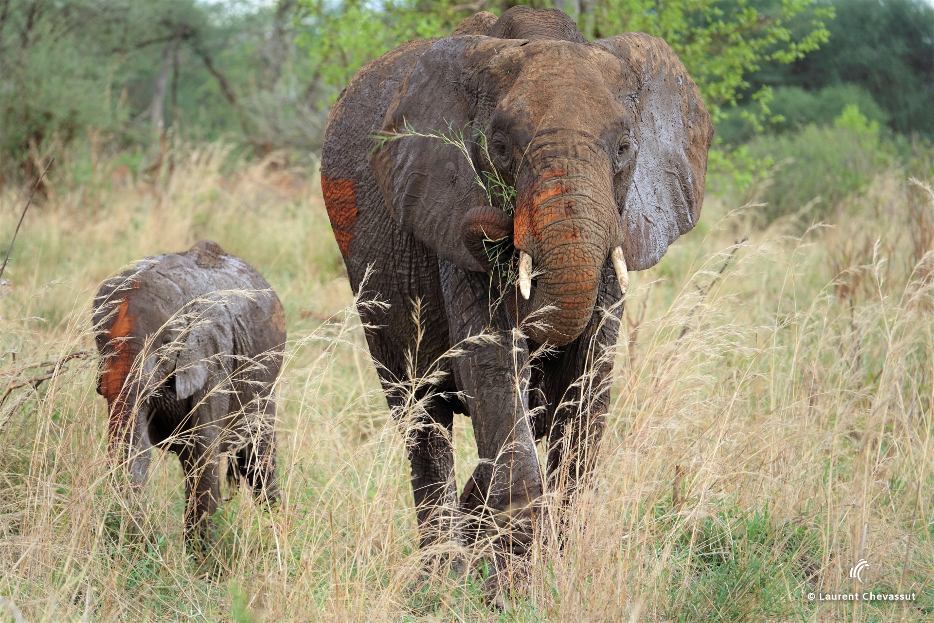 Eléphants Tanzanie