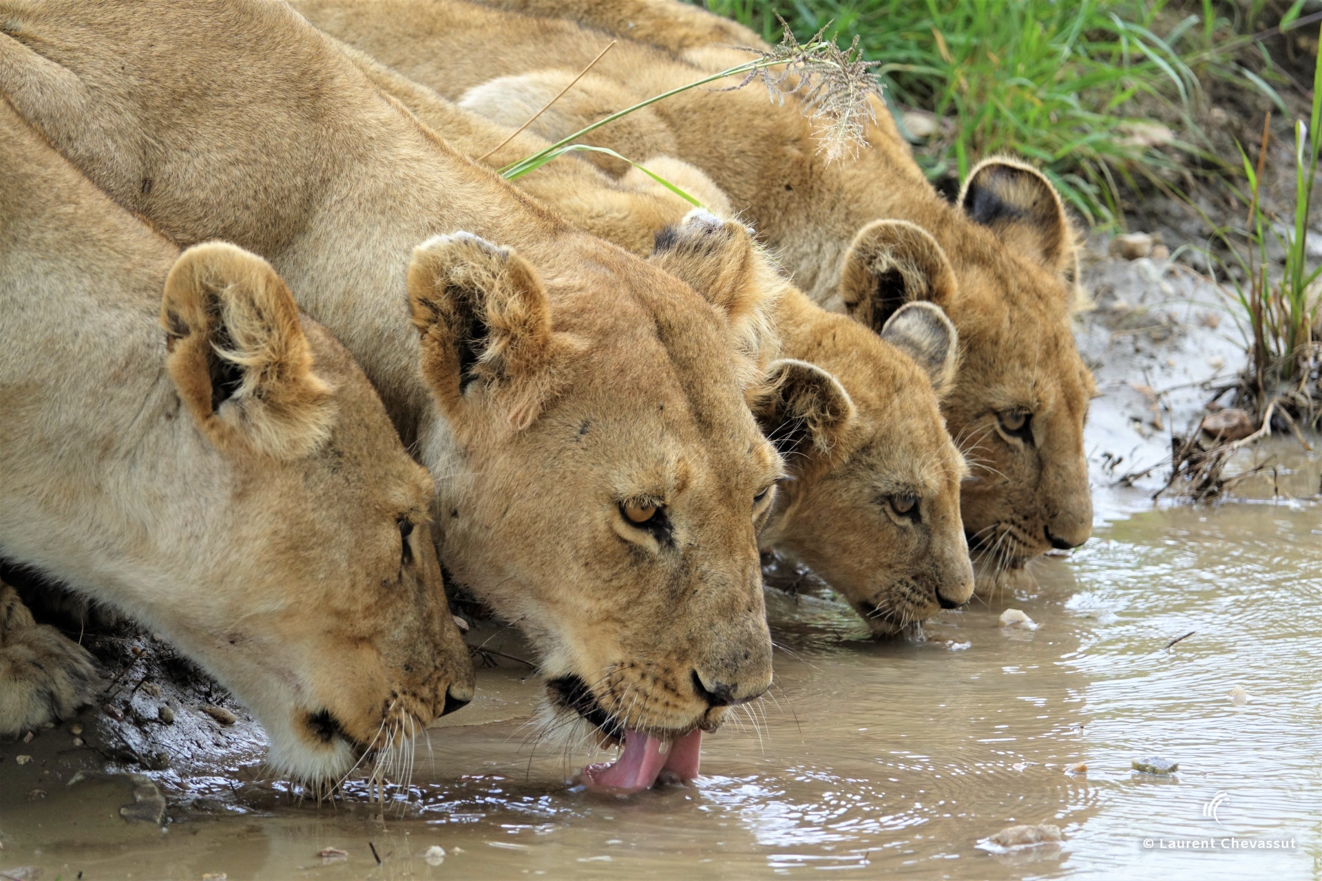 Lionnes au point d'eau