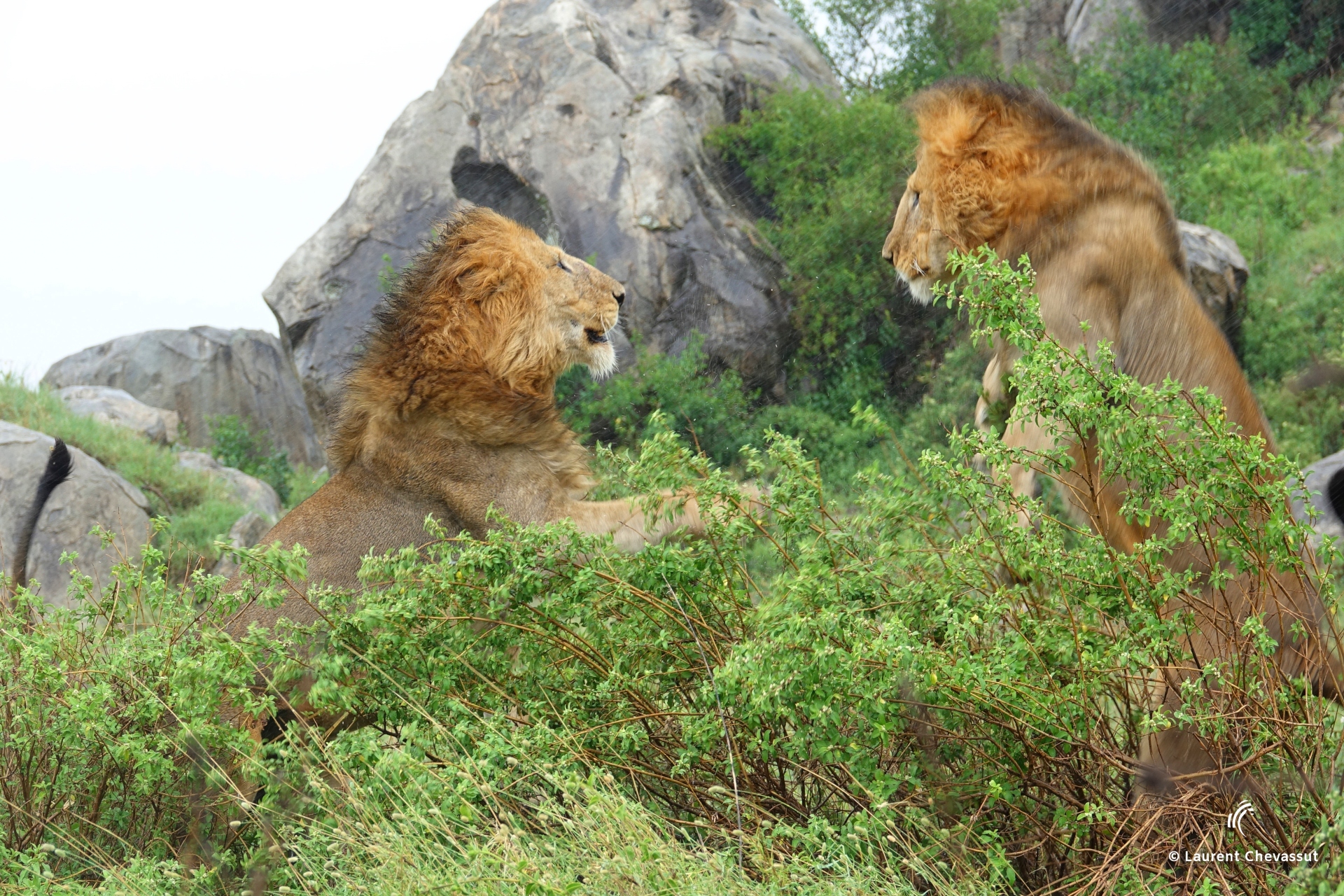 combat de lions males