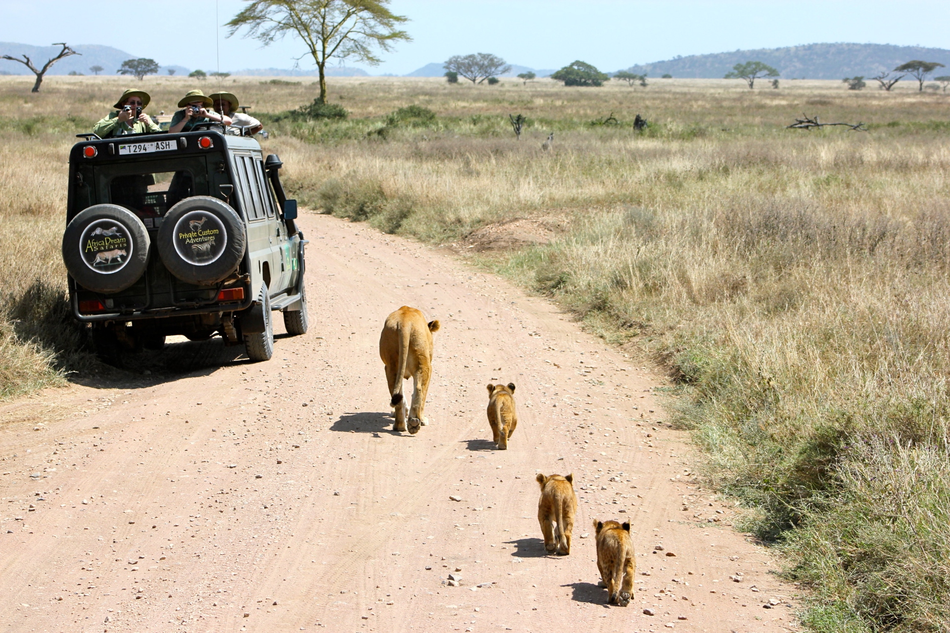 lionne et lionceaux en safari