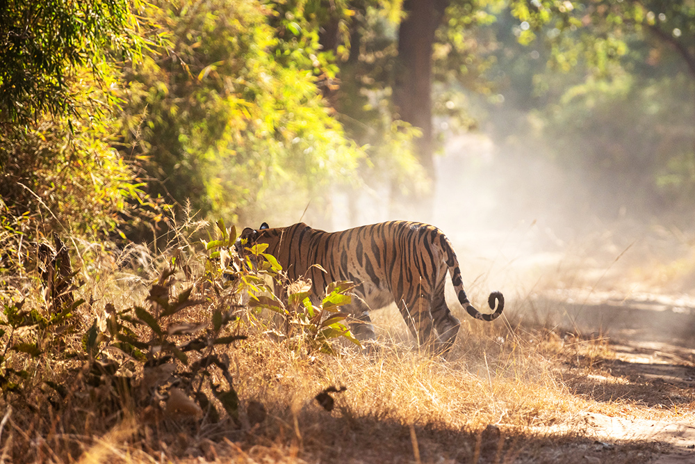 Un Tigre dans le parc national de Madhya Pradesh