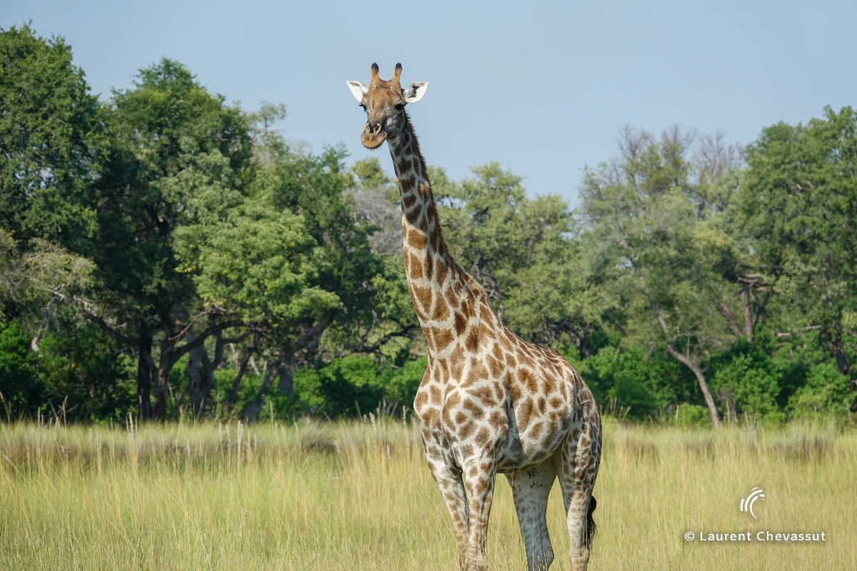 Le Pur Safari - Terres sauvages